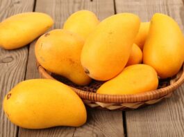 Patna to Host Two-Day Mango Festival with Exciting Competitions